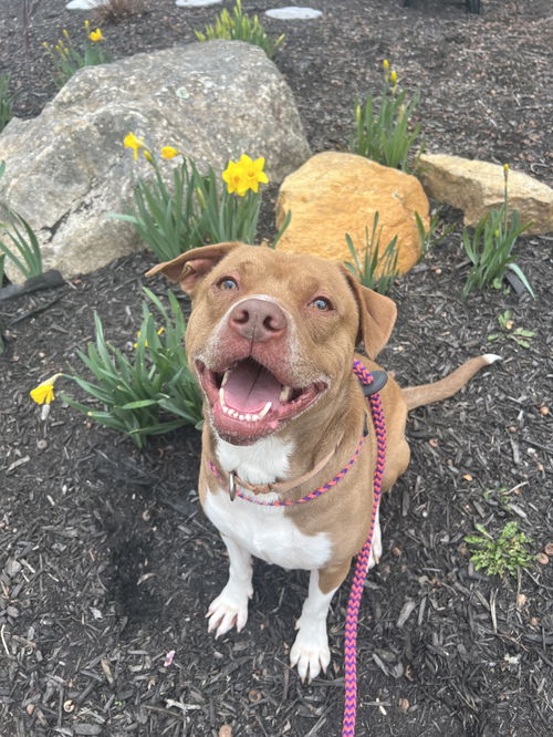 Loki Ryder Barkville
