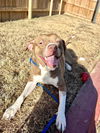 adoptable Dog in  named Loki Ryder Barkville