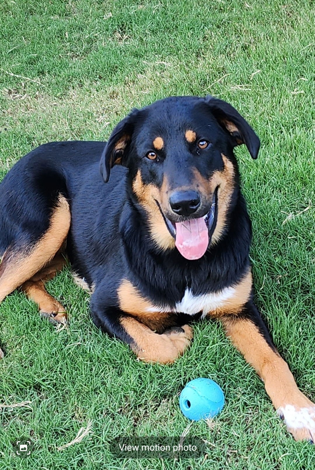 adoptable Dog in Rockaway, NJ named Daisy Heard Barkville