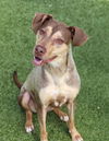 adoptable Dog in  named Nala Athens