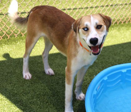 adoptable Dog in Rockaway, NJ named Leonard Athens