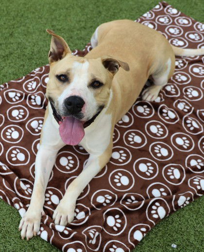 adoptable Dog in Rockaway, NJ named Captain Robbie Athens