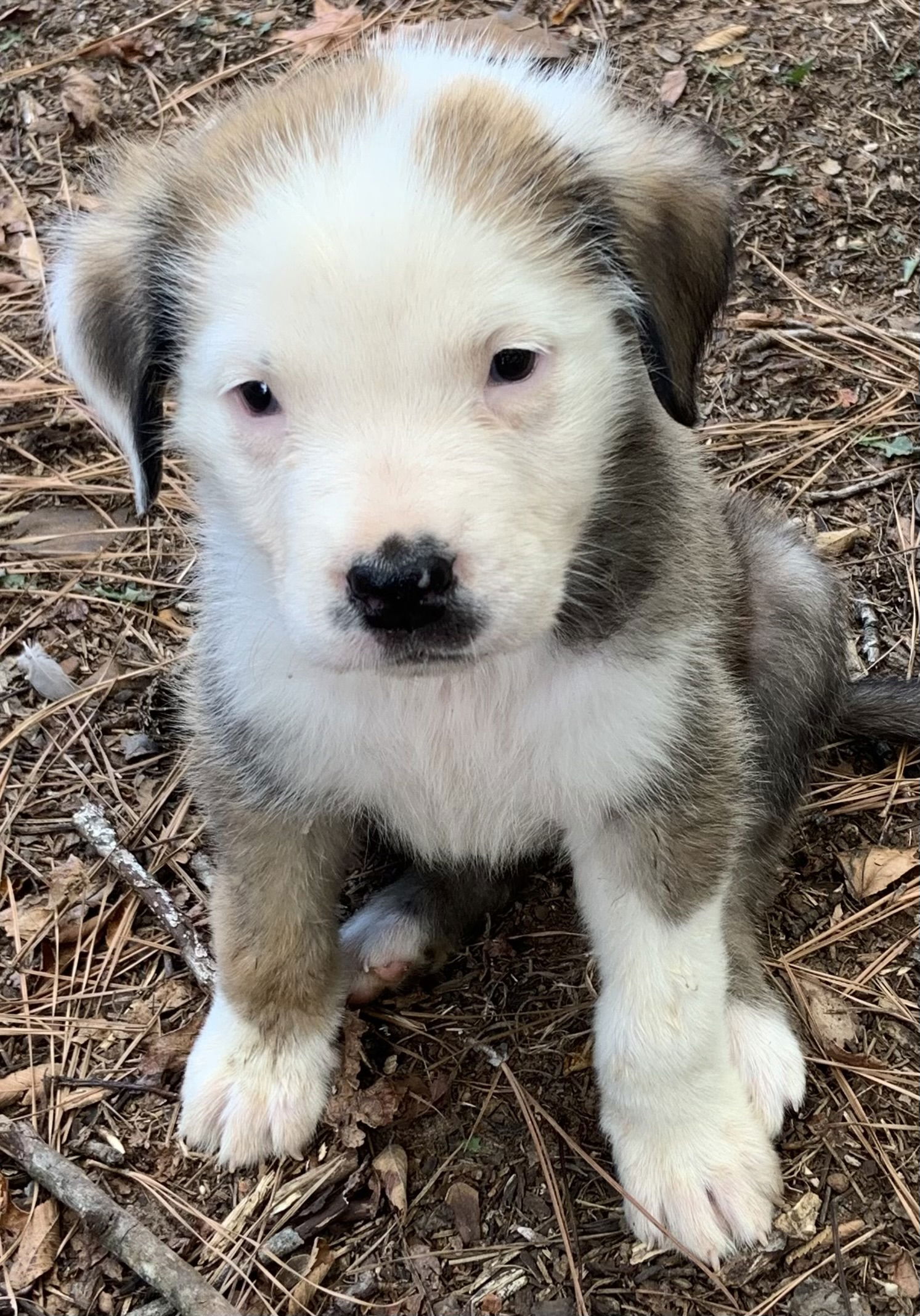 adoptable Dog in Rockaway, NJ named Canyon Lonestar