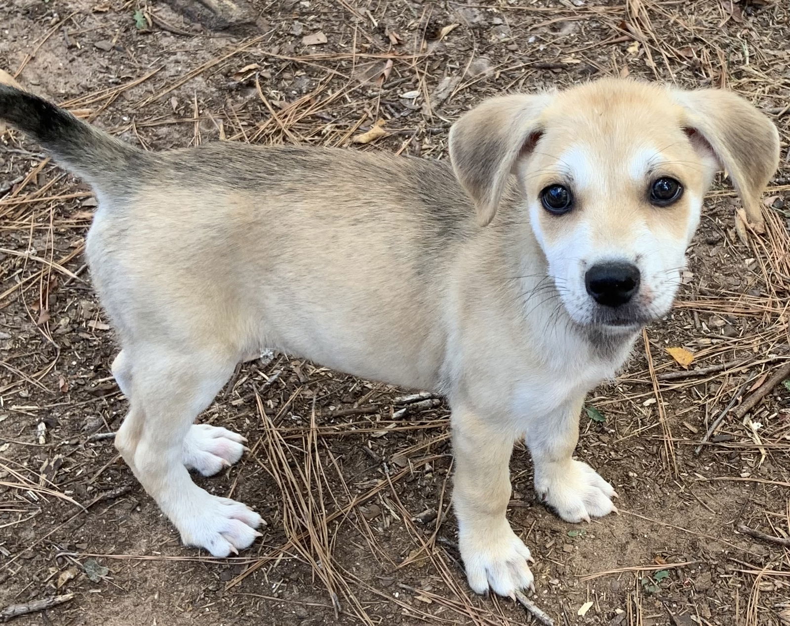 adoptable Dog in Rockaway, NJ named Cribbage Lonestar