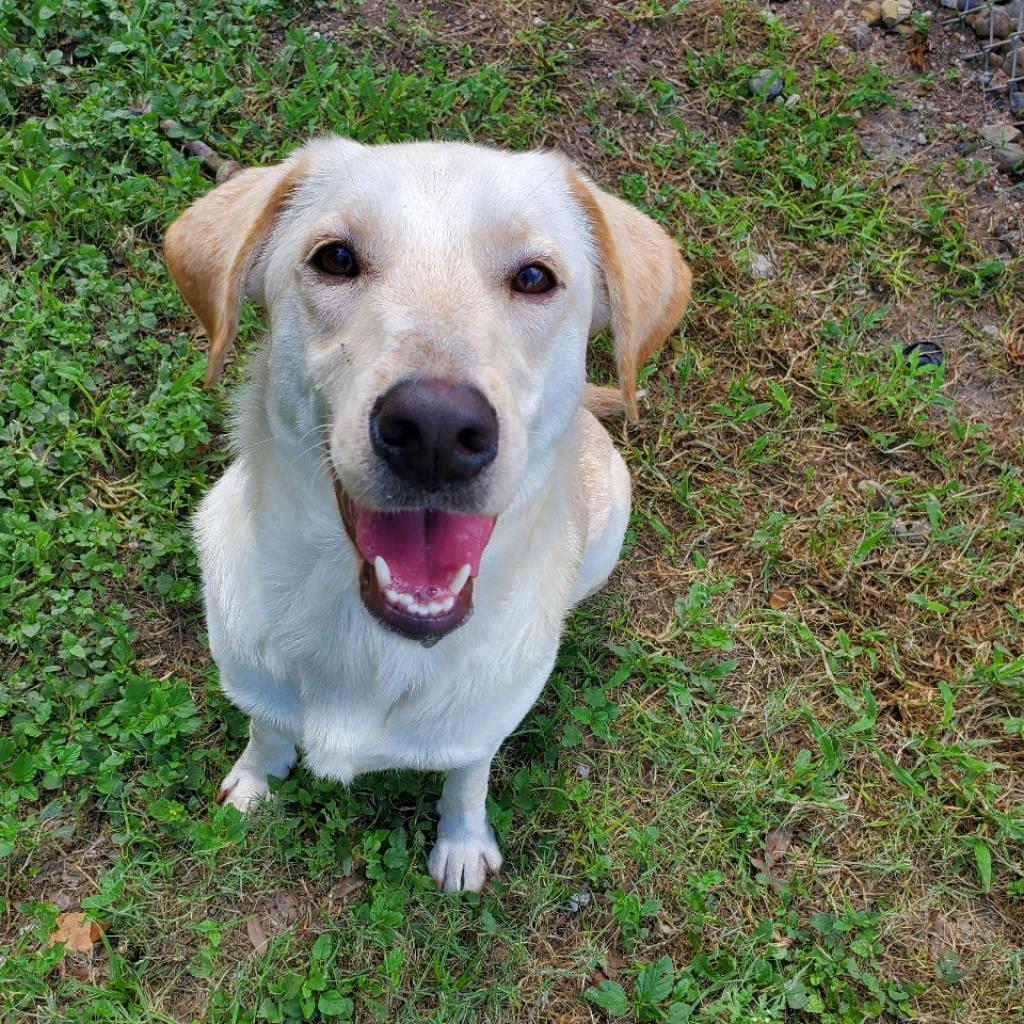 adoptable Dog in Rockaway, NJ named Estrella GCH