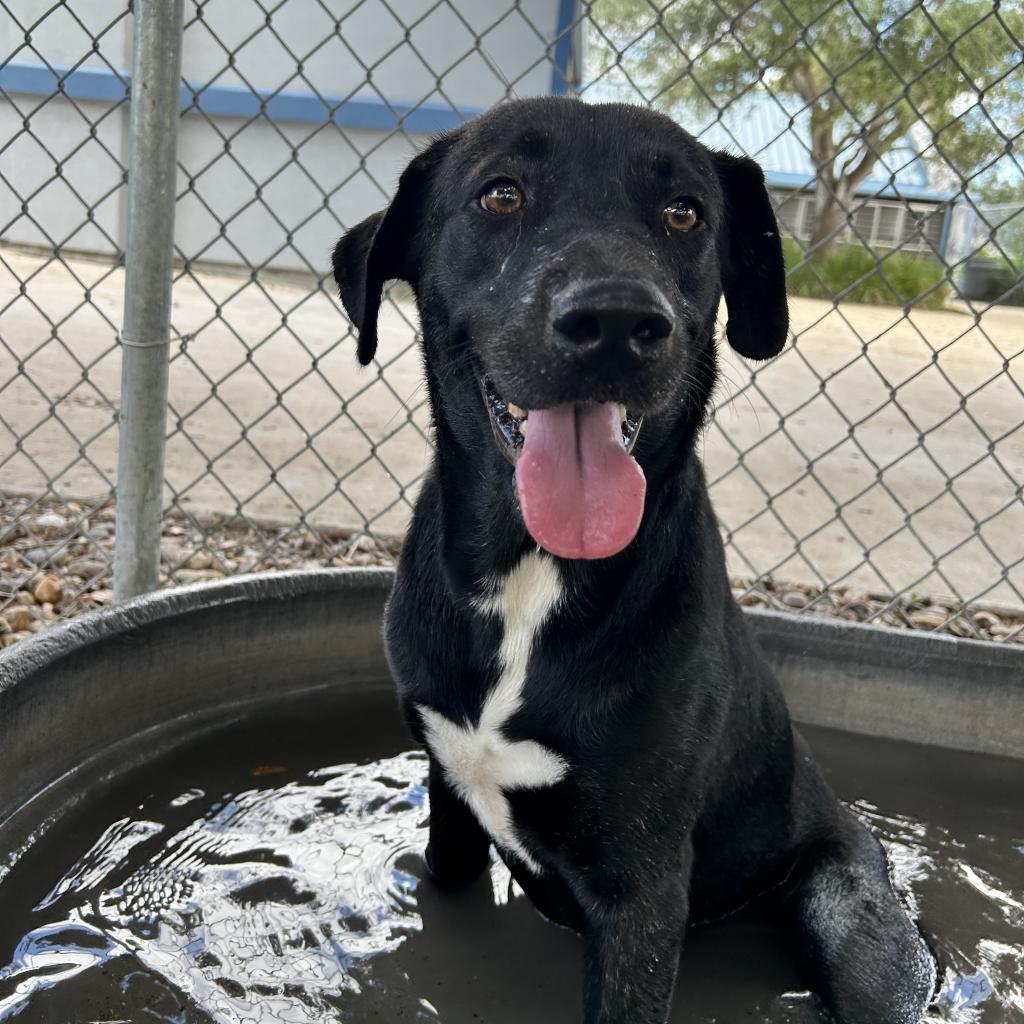 adoptable Dog in Rockaway, NJ named Marigold GCH