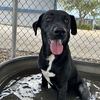 adoptable Dog in  named Marigold GCH