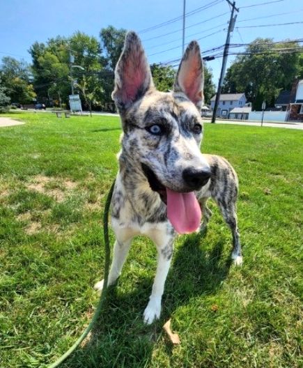 adoptable Dog in Randolph, NJ named XP Xena - Emerson, NJ