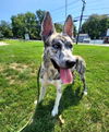 adoptable Dog in  named XP Xena - Emerson, NJ