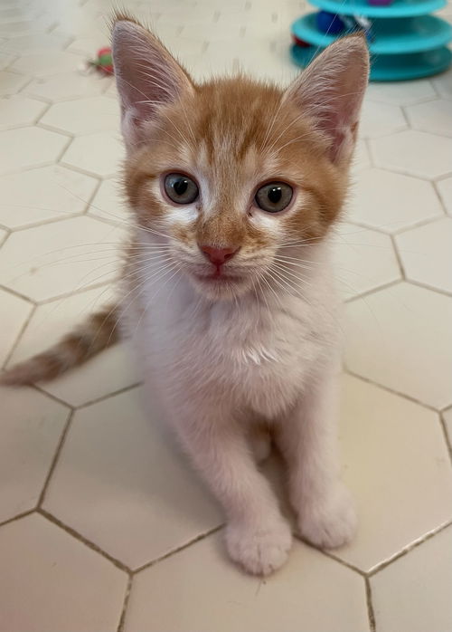 Gemma's Caramel KITTEN