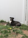 Becket (Zippy Lonestar)