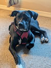 Becket (Zippy Lonestar)