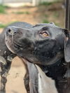 Becket (Zippy Lonestar)
