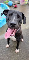 Becket (Zippy) Lonestar