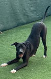 Becket (Zippy) Lonestar