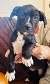 Becket (Zippy Lonestar)