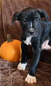 Becket (Zippy Lonestar)