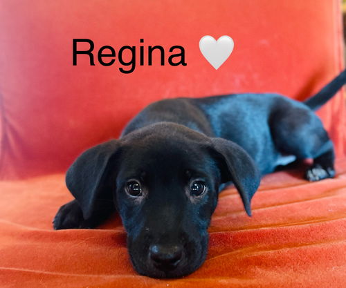 Regina Lonestar