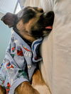 Pepsi Barkville