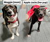 Maggie Momma GCH*