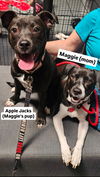 Maggie Momma GCH*