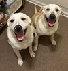 XP Bentley & Bo (BONDED PAIR) - Wantage, NJ