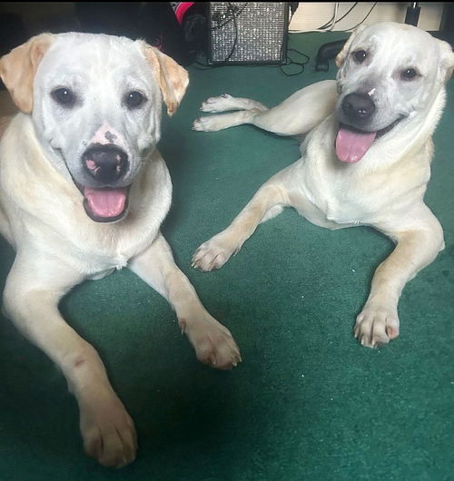 XP Bentley & Bo (BONDED PAIR) - Wantage, NJ