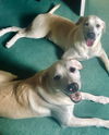 XP Bentley & Bo (BONDED PAIR) - Wantage, NJ