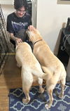 XP Bentley & Bo (BONDED PAIR) - Wantage, NJ