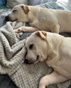 XP Bentley & Bo (BONDED PAIR) - Wantage, NJ