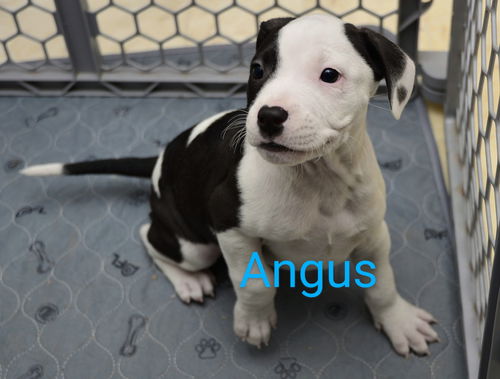 Maggie's Angus GCH