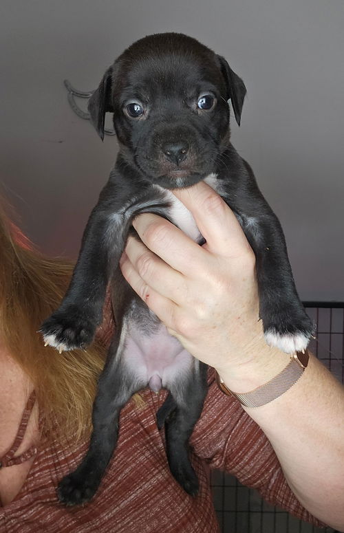 Maggie's Cowbell GCH