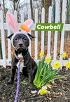Cowbell GCH