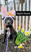 Apple Sauce GCH