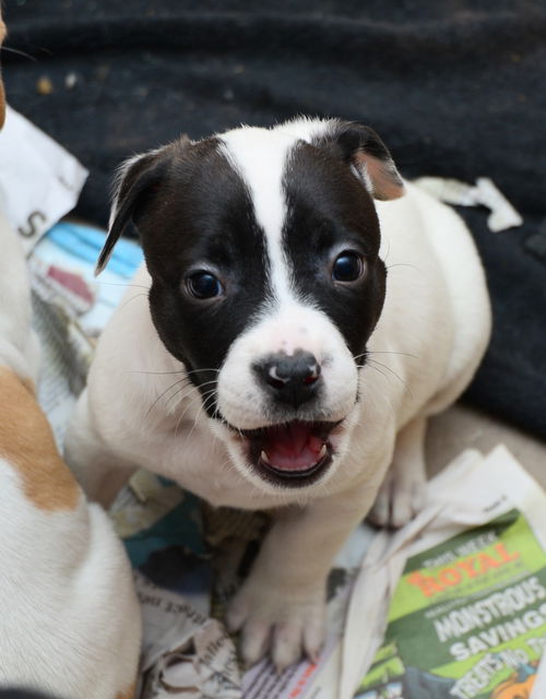 Maggie's Moo-Tilda GCH