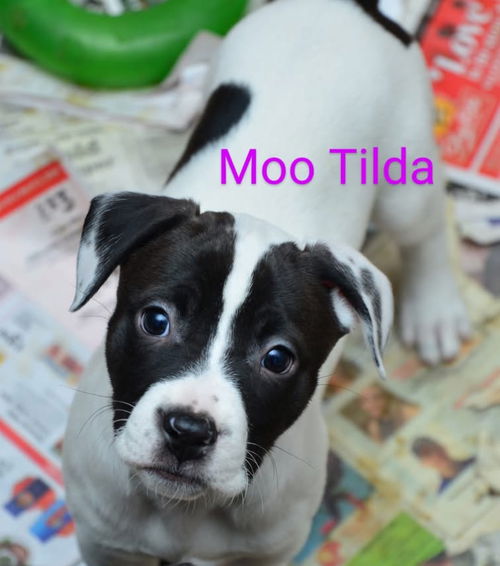 Maggie's Moo-Tilda GCH