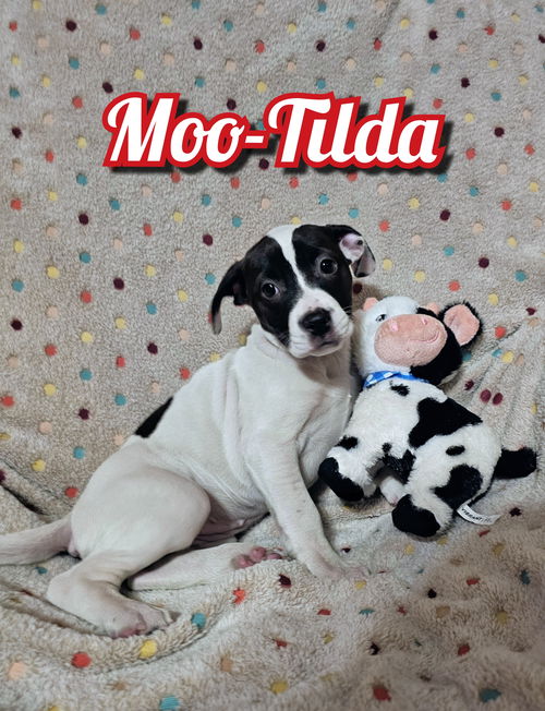 Maggie's Moo-Tilda GCH