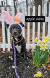Apple Jacks GCH