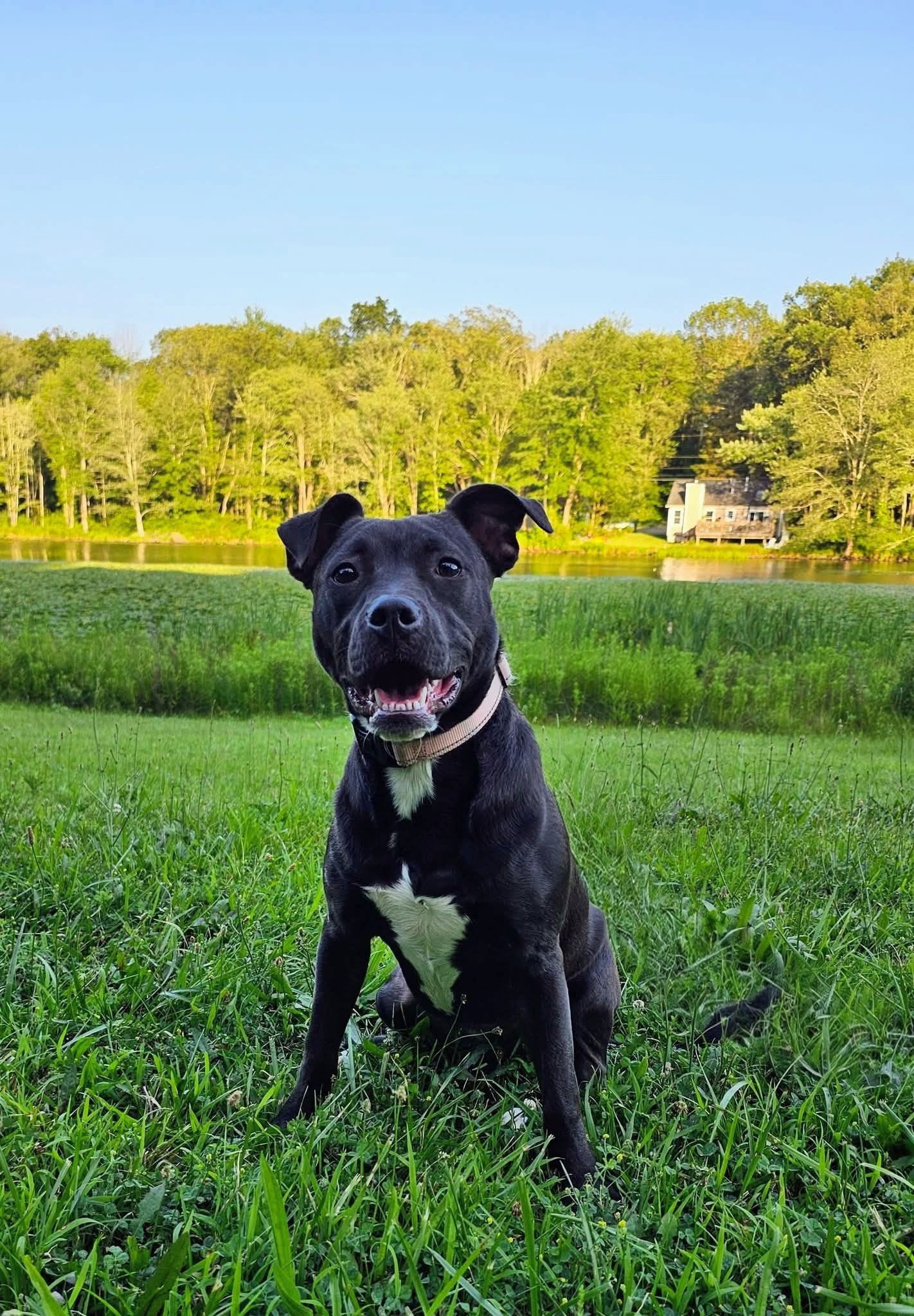 adoptable Dog in Rockaway, NJ named Apple Jacks GCH