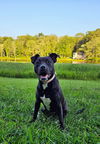 adoptable Dog in  named Apple Jacks GCH
