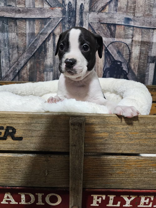 Maggie's Porterhouse GCH