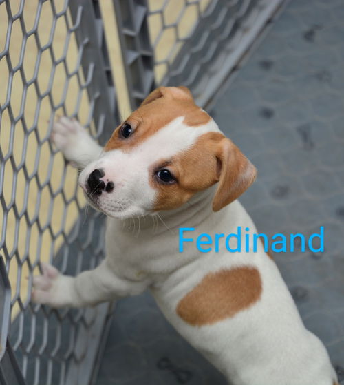 Maggie's Ferdinand GCH