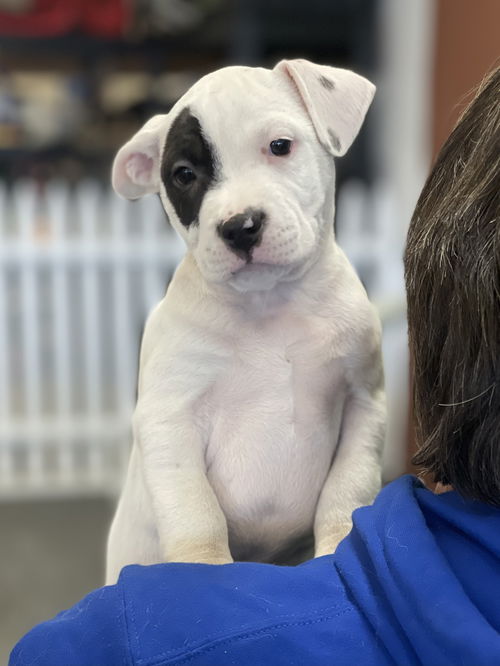 Maggie's Milk Dud GCH