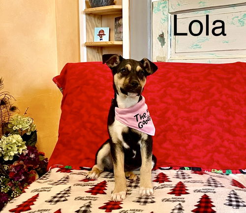 Lola Lonestar