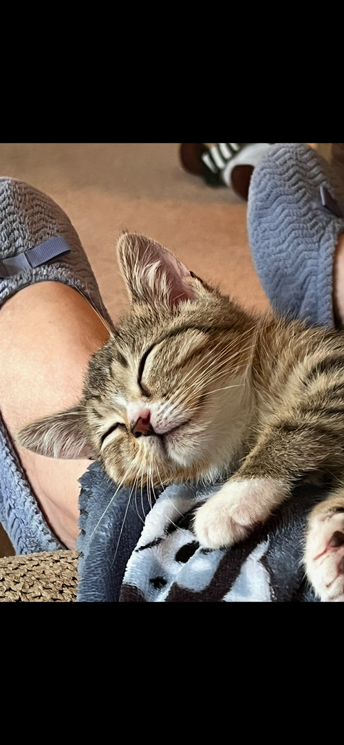 Denji KITTEN