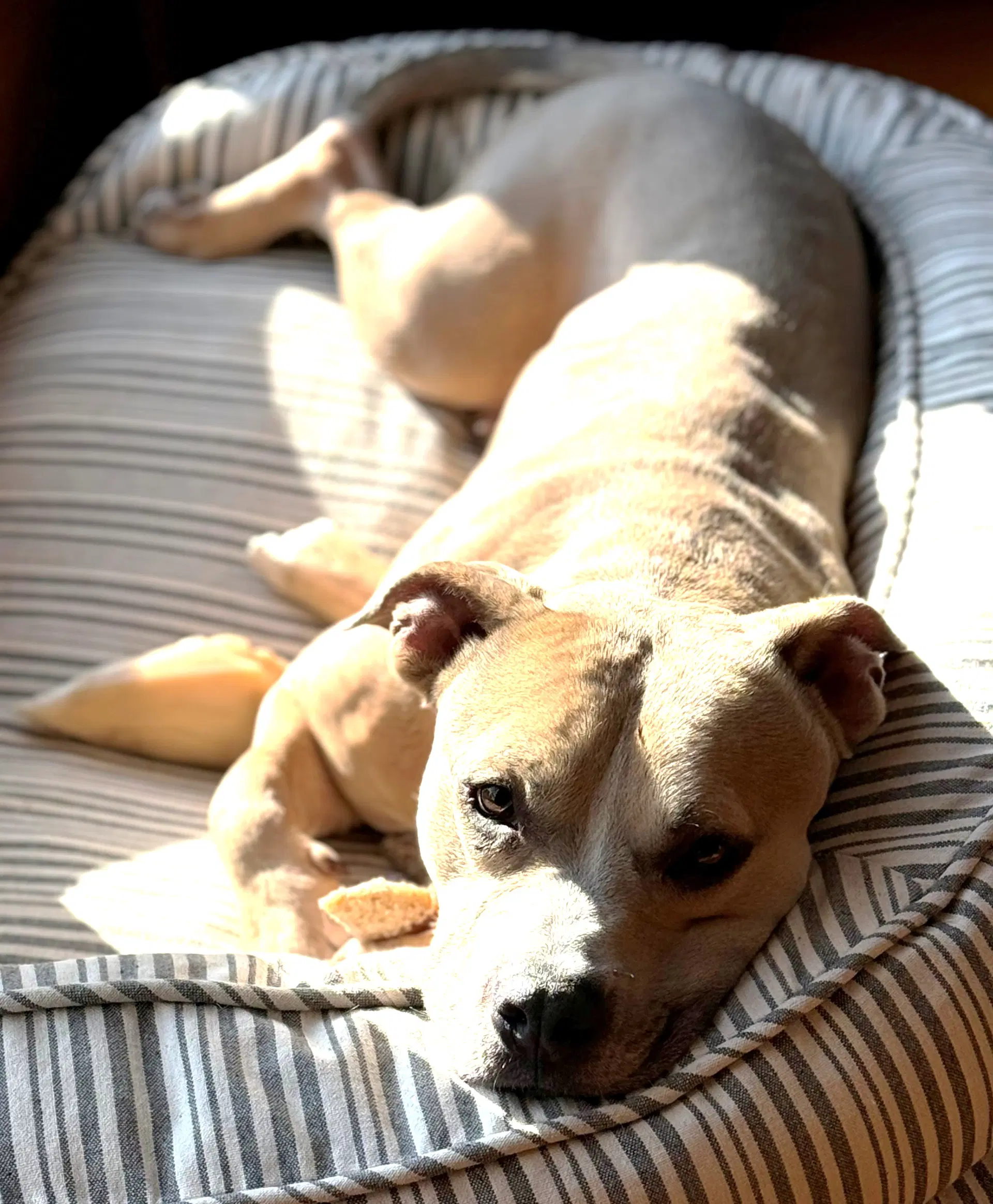 Xp Blue - Bangor Pa - Pit Bull Terrier
