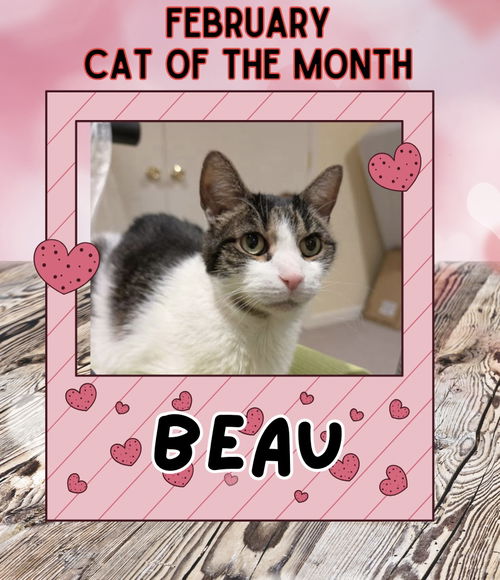 Beau (Declawed)