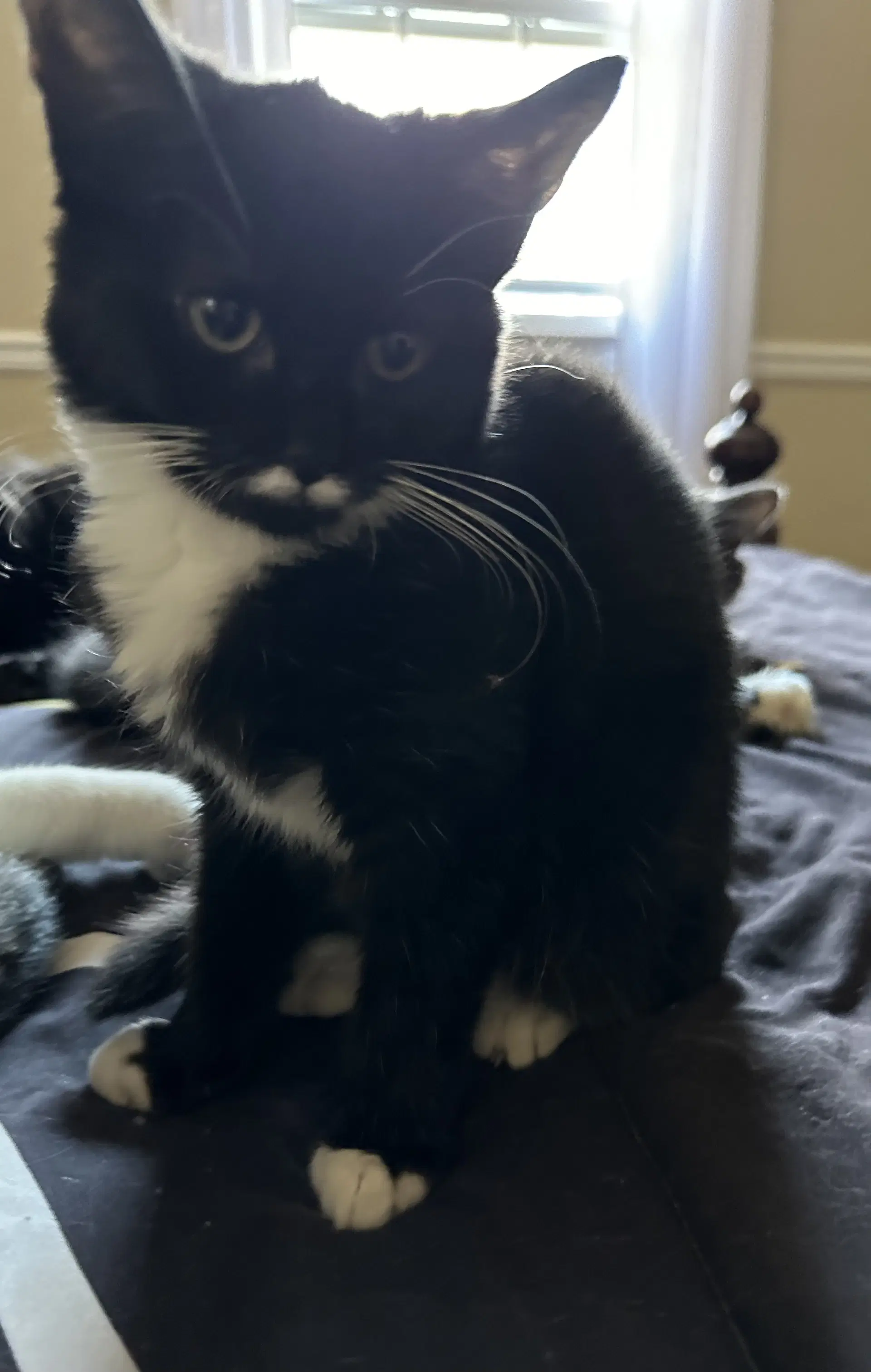 Neville - Domestic Short Hair