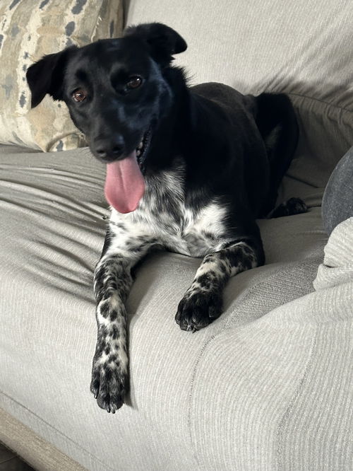 Molly Mae Lonestar*