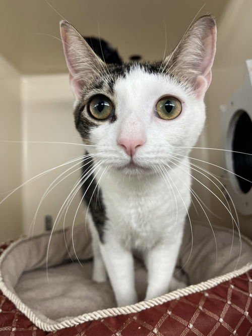 Elektra KITTEN KPS